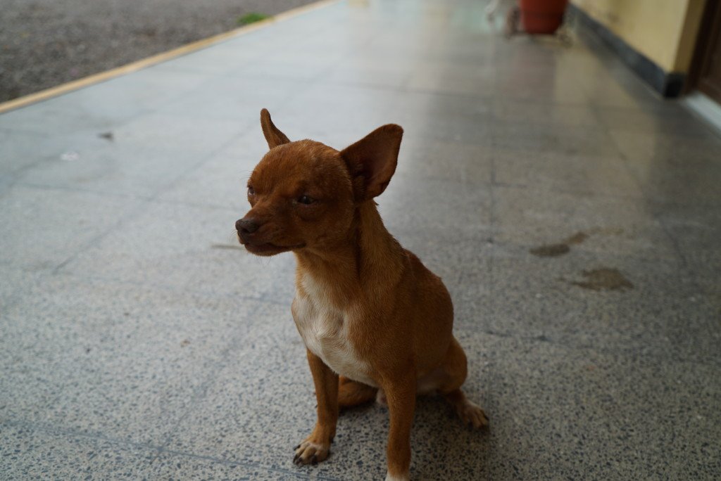 Chihuahua