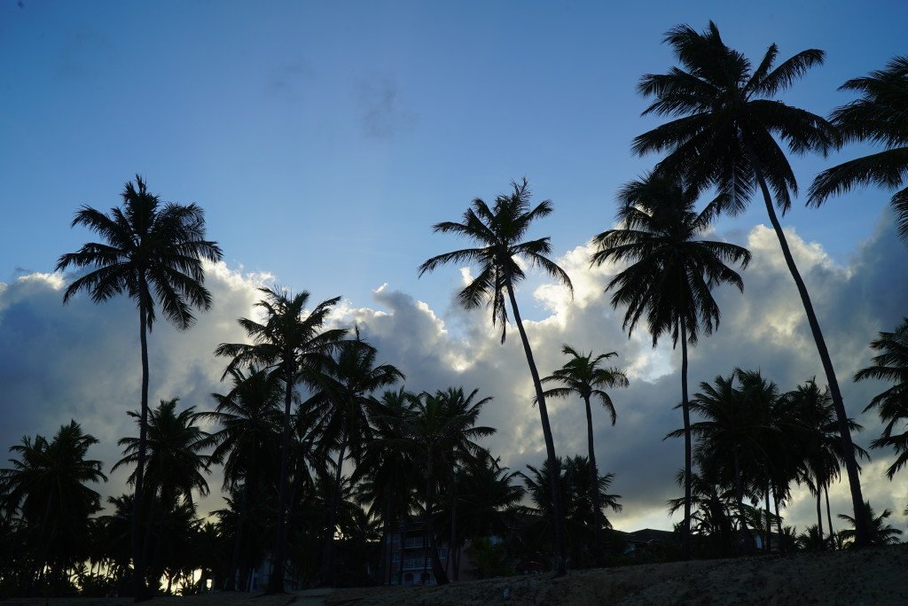 Palm Trees