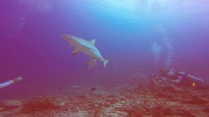 Shark Diving in Fiji