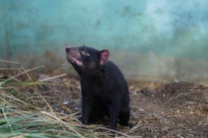 Tasmanian Devil at Bonorong Wildlife Sanctuary