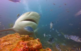 Bull Shark Up Close in Fiji