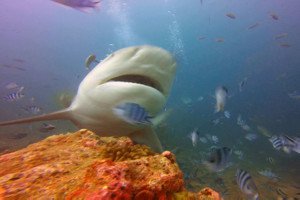 Bull Shark in Beqa, Fiji